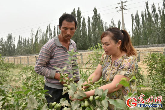 尤良英正在給麥麥提圖如普·穆薩克講解紅棗種植技術。（光明日報記者王瑟攝）