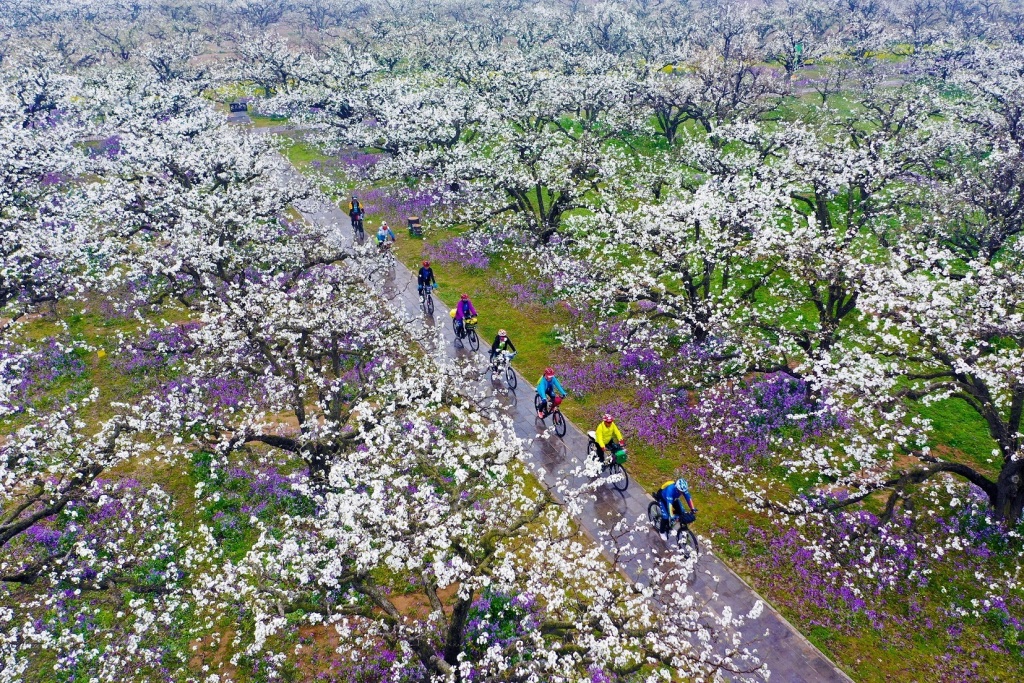 砀山县梨花盛开,吸引游客前来观赏。