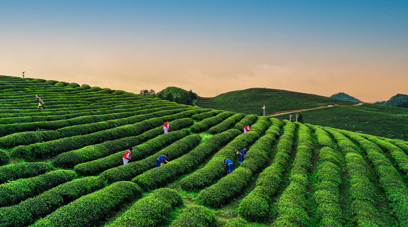 近年来,贵州省铜仁市石阡县大力发展茶产业,茶园面积达43.6万亩,茶叶成为巩固拓展脱贫攻坚成果同乡村振兴有效衔接的“民心茶”。图为石阡县聚凤乡良友现代农业茶园 。